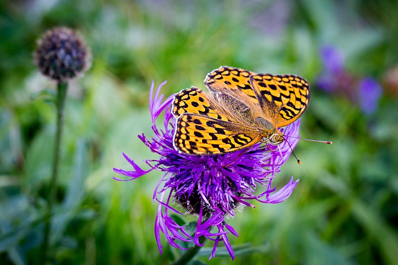 Natur – Fotografie von Fredi Lienhardt, Aufnahme 04
