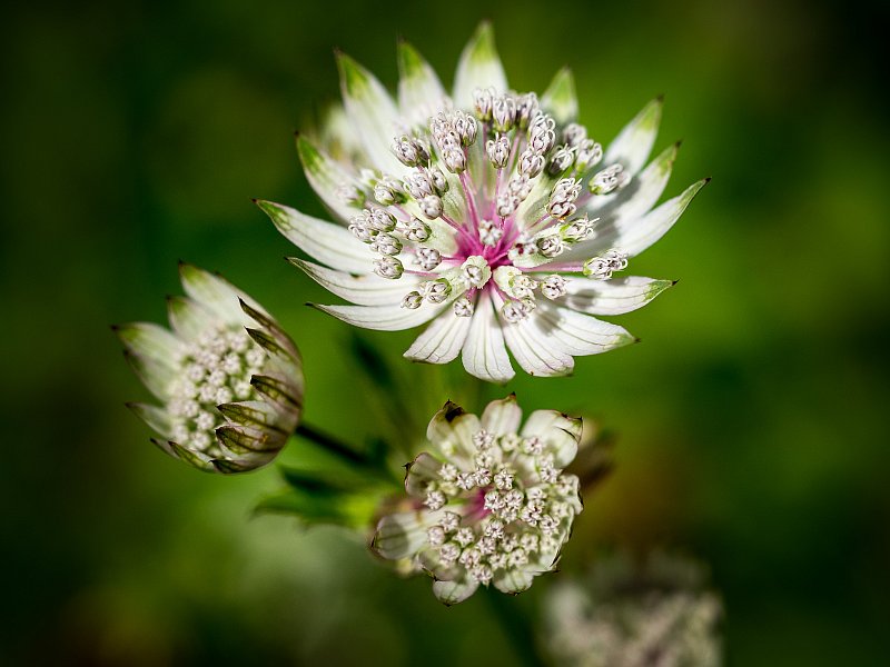 Natur – Fotografie von Fredi Lienhardt, Aufnahme 01
