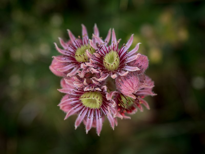 Natur – Fotografie von Fredi Lienhardt, Aufnahme 05
