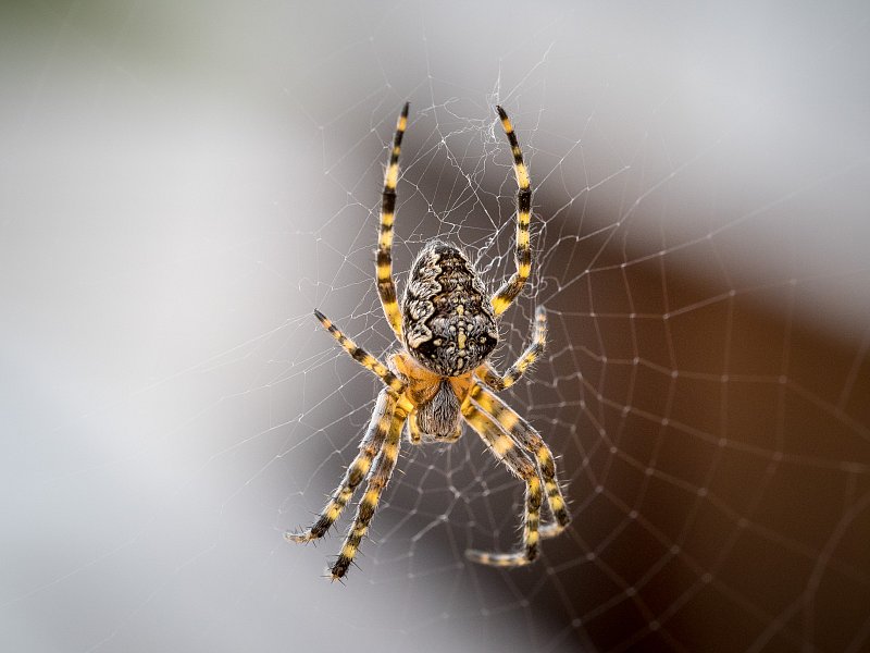Natur – Fotografie von Fredi Lienhardt, Aufnahme 03
