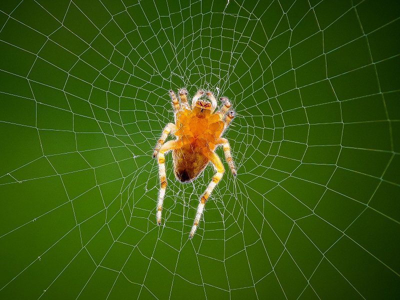 Natur – Fotografie von Fredi Lienhardt, Aufnahme 02